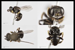Oxybelus malaysianus • © Tan Kian Long • All Rights Reserved