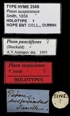 Pison punctifrons • All Rights Reserved Museum Label
