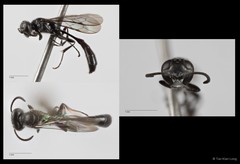 Trypoxylon sp. "tiny black"