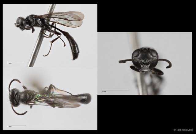 Trypoxylon sp. "tiny black" • © Tan Kian Long • All Rights Reserved