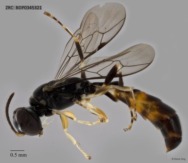 Trypoxylon sp. "ZRCBDP0345321" • © Rene Ong • All Rights Reserved