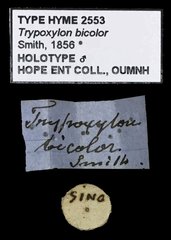 Trypoxylon (Trypoxylon) bicolor • All Rights Reserved Museum Label