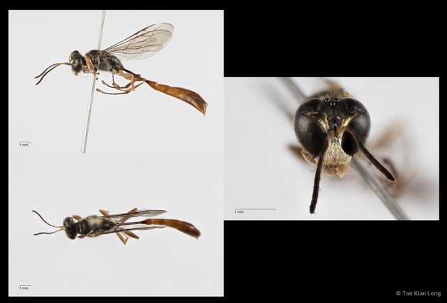 Trypoxylon varipilosum • © Tan Kian Long • All Rights Reserved