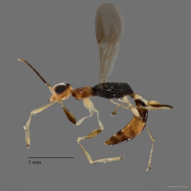 Dryinidae sp. "ZRCBDP0018726" • © Maimon Hussin • All Rights Reserved