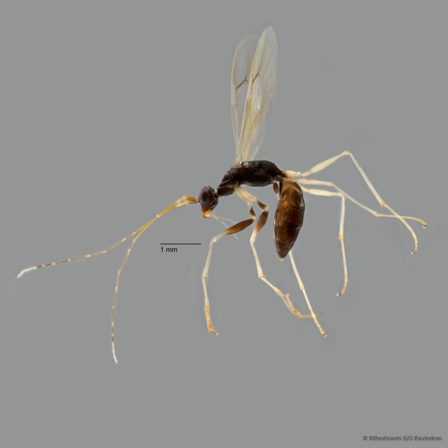 Dryinidae sp. "ZRCBDP0019862" • © Miteshravin S/O Ravindran • All Rights Reserved