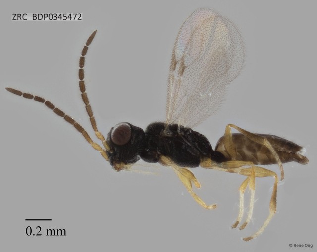 Dryinidae sp. "ZRCBDP0344906" • © Rene Ong • All Rights Reserved