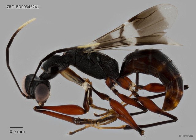 Dryinidae sp. "ZRCBDP0345241" • © Rene Ong • All Rights Reserved