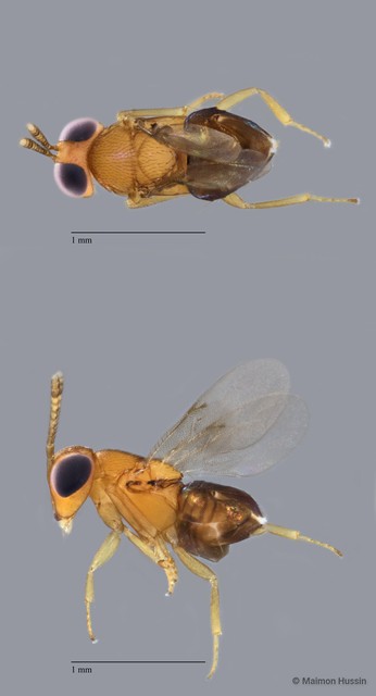 Encyrtidae sp. "ZRCBDP0018775" • © Maimon Hussin • All Rights Reserved