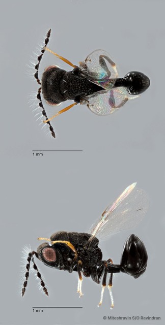 Eucharitidae sp. "ZRCBDP0018765" • © Miteshravin S/O Ravindran • All Rights Reserved
