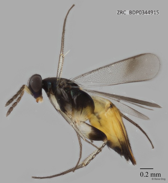 Elasmus sp. "ZRCBDP0344915" • © Rene Ong • All Rights Reserved
