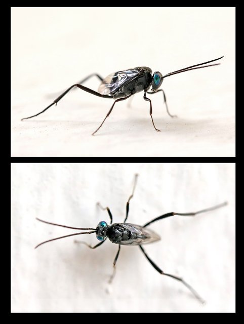 Evania appendigaster • © David Wirawan • All Rights Reserved