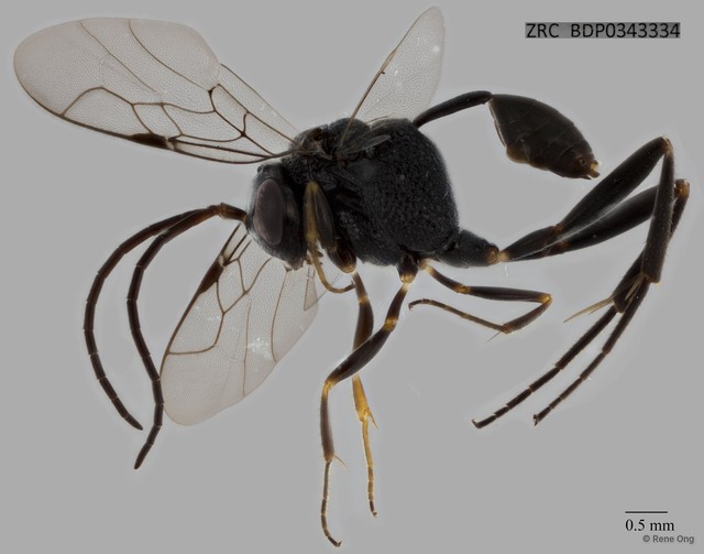 Szepligetella sp. "ZRCBDP0343334" • © Rene Ong • All Rights Reserved