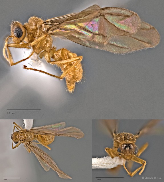Acropyga acutiventris • © Maimon Hussin • All Rights Reserved