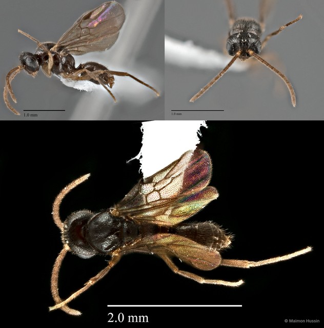 Anochetus sp. "cf. subcoecus" • © Maimon Hussin • All Rights Reserved