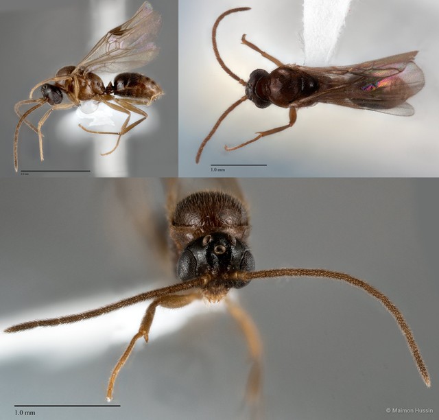 Anochetus sp. "graeffei complex ZRCBDP0043867" • © Maimon Hussin • All Rights Reserved