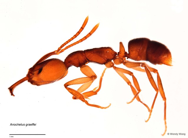 Anochetus sp. "graeffei complex" • © Wendy Wang • All Rights Reserved