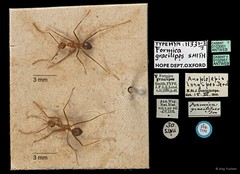Anoplolepis gracilipes • © Ang Yuchen • All Rights Reserved