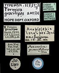 Anoplolepis gracilipes • All Rights Reserved Museum Label