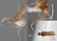 Anoplolepis gracilipes