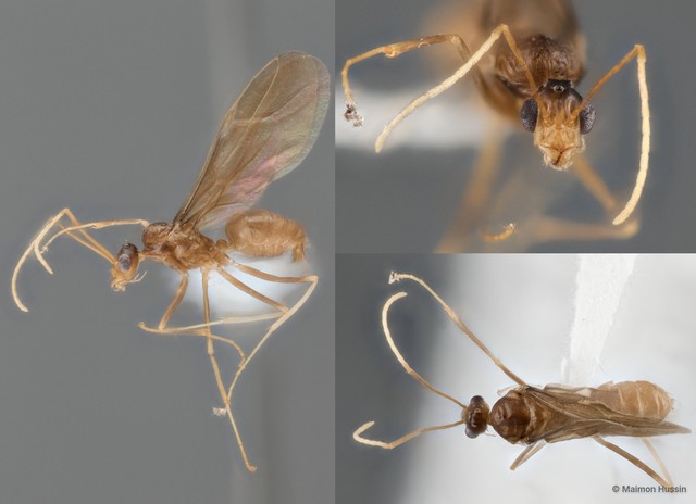 Anoplolepis gracilipes • © Maimon Hussin • All Rights Reserved