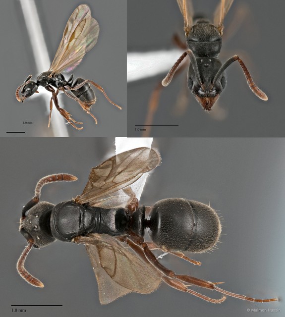 Brachyponera obscurans • © Maimon Hussin • All Rights Reserved