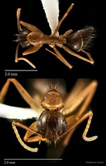 Camponotus (Tanaemyrmex) sp. "153_SKY" • © Maimon Hussin • All Rights Reserved