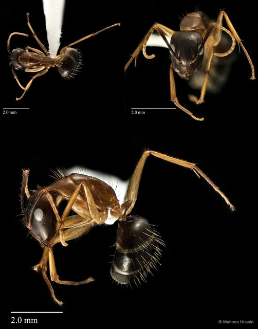 Camponotus (Tanaemyrmex) sp. "153_SKY"