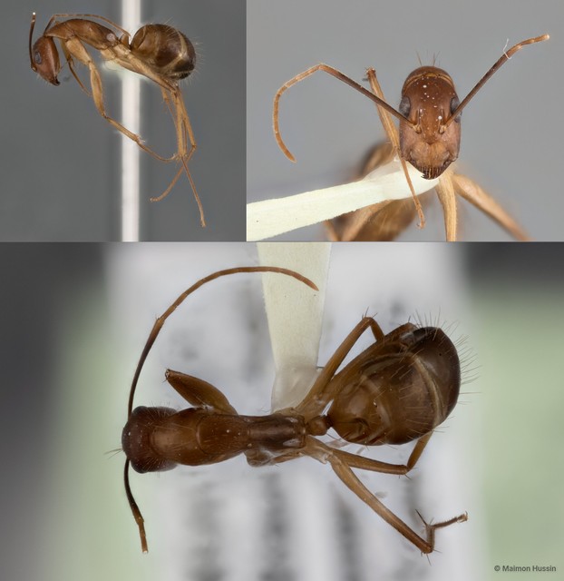 Camponotus (Tanaemyrmex) sp. "48_SKY" • © Maimon Hussin • All Rights Reserved