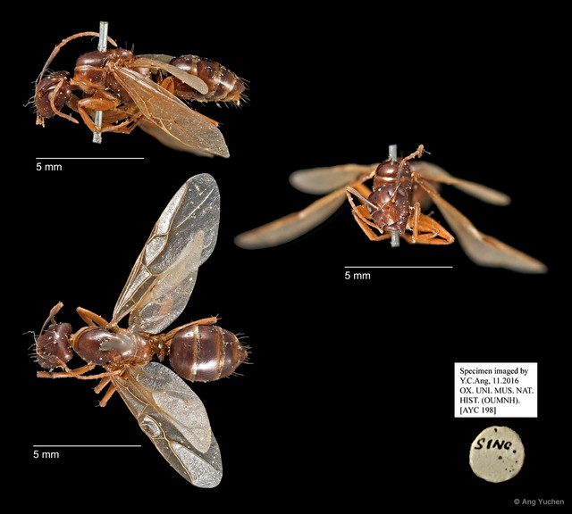 Camponotus sp. "AYC 198" • © Ang Yuchen • All Rights Reserved