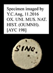 Camponotus sp. "AYC 198" • All Rights Reserved Museum Label
