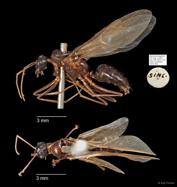 Camponotus sp. "AYC 200" • © Ang Yuchen • All Rights Reserved