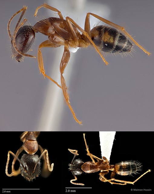 Camponotus (Tanaemyrmex) albosparsus • © Maimon Hussin • All Rights Reserved