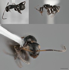 Camponotus (Myrmamblys) bedoti • © Maimon Hussin • All Rights Reserved