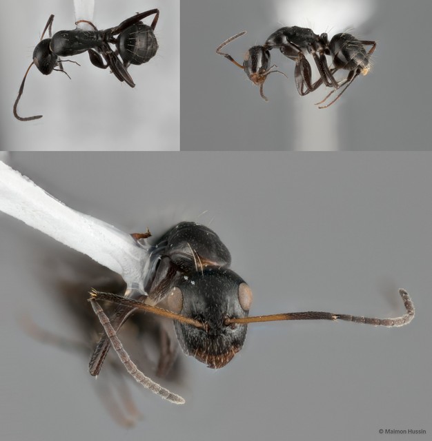 Camponotus (Myrmamblys) bedoti