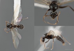 Camponotus (Myrmamblys) bedoti • © Maimon Hussin • All Rights Reserved