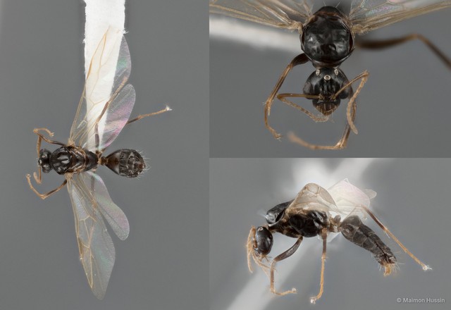 Camponotus (Myrmamblys) bedoti • © Maimon Hussin • All Rights Reserved