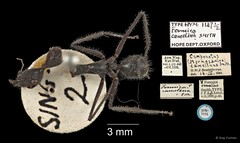 Camponotus (Myrmosaulus) camelinus • © Ang Yuchen • All Rights Reserved