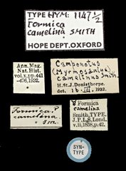 Camponotus (Myrmosaulus) camelinus • All Rights Reserved Museum Label