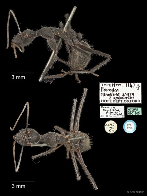 Camponotus (Myrmosaulus) camelinus
