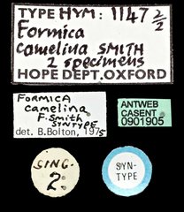 Camponotus (Myrmosaulus) camelinus • All Rights Reserved Museum Label