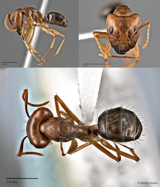 Camponotus (Tanaemyrmex) carinifer • © Maimon Hussin • All Rights Reserved