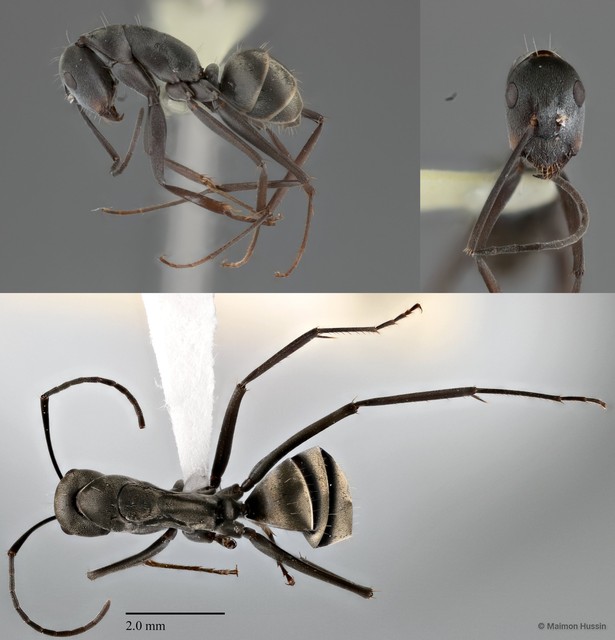 Camponotus (Myrmosericus) parius • © Maimon Hussin • All Rights Reserved