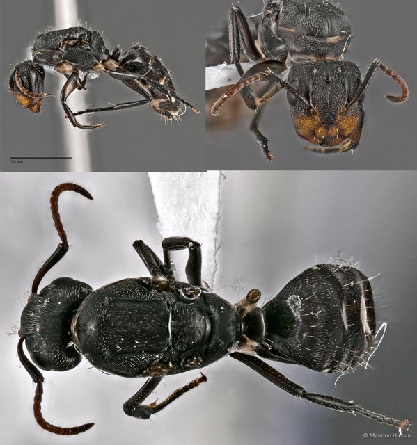 Camponotus (Myrmamblys) reticulatus sericella • © Maimon Hussin • All Rights Reserved