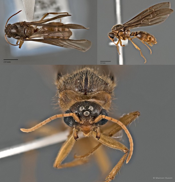 Carebara affinis