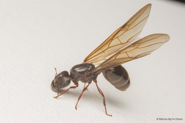 Carebara diversa