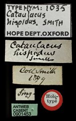 Cataulacus granulatus • All Rights Reserved Museum Label
