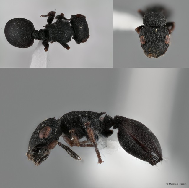 Cataulacus praetextus • © Maimon Hussin • All Rights Reserved