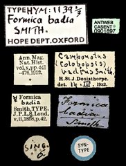Colobopsis badia • All Rights Reserved Museum Label