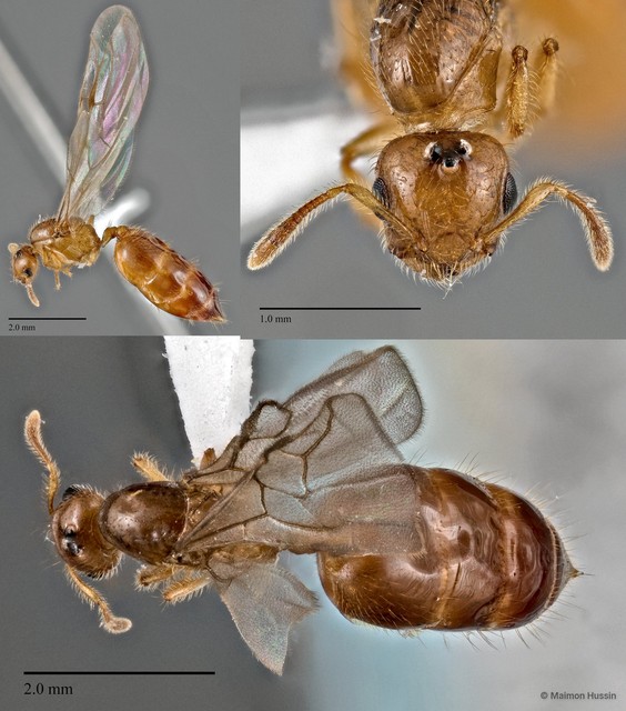 Crematogaster (Orthocrema) sp. "cf. bandarensis" • © Maimon Hussin • All Rights Reserved