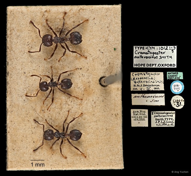 Crematogaster (Crematogaster) anthracina • © Ang Yuchen • All Rights Reserved